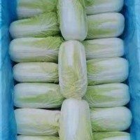 直供娃娃菜新鮮蔬菜農家現(xiàn)摘現(xiàn)發(fā)小顆白菜嫩滑爽口 10噸起批